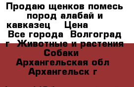 Продаю щенков помесь пород алабай и кавказец. › Цена ­ 1 500 - Все города, Волгоград г. Животные и растения » Собаки   . Архангельская обл.,Архангельск г.